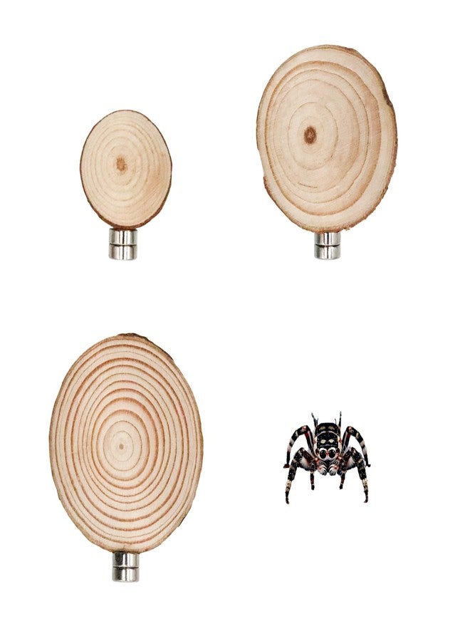 MHLLGN Jumping Spider Accessories, 3 Pack Wooden Ledges with Magnets, Natural Pine Spiders Ledges, Jumping Spider Enclosure Accessories, Magnetic Reptile Ledge - Image 1